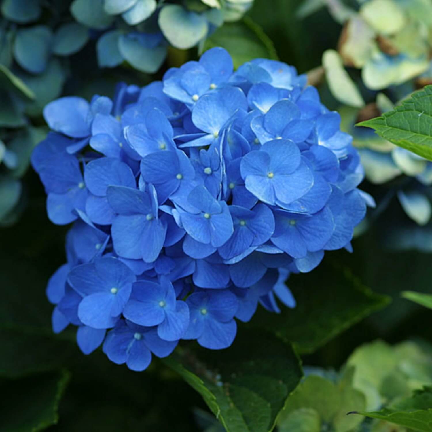 Hortensia