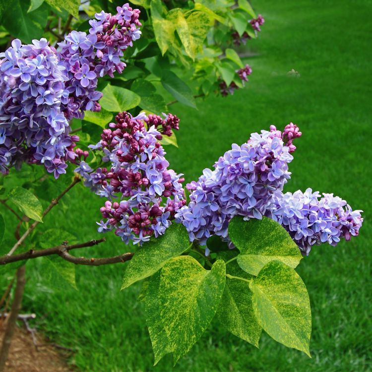 Lilas