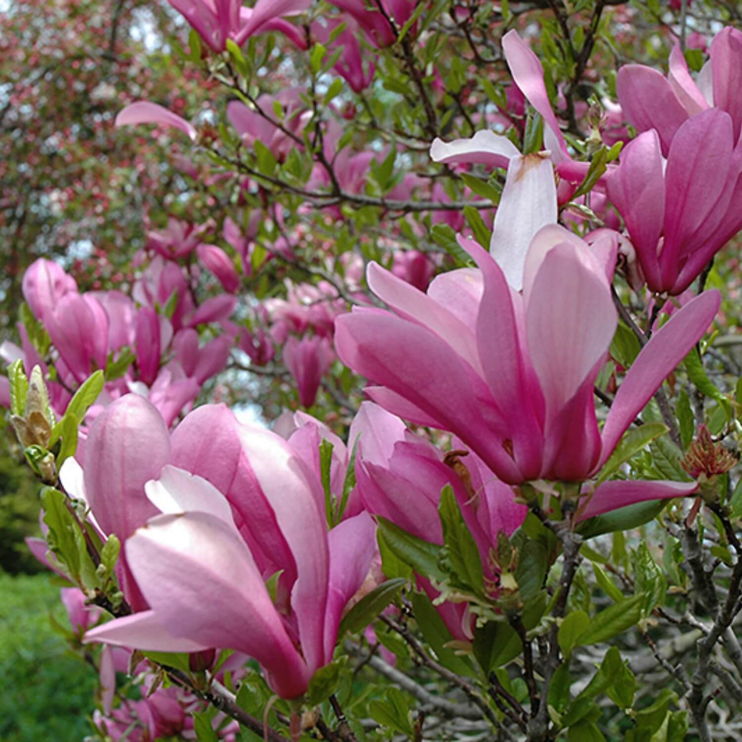Magnolia Jeanne