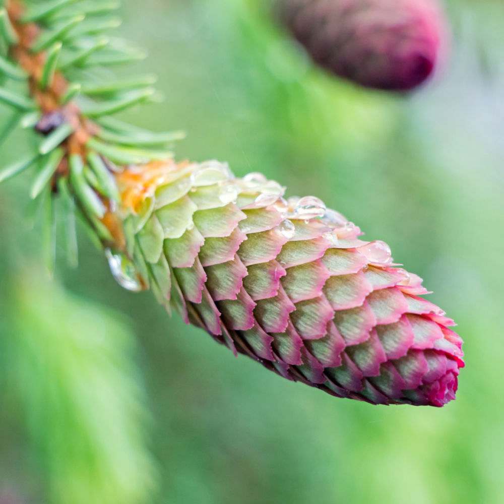 Red Pine