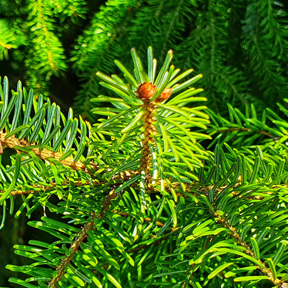 Serbian Spruce