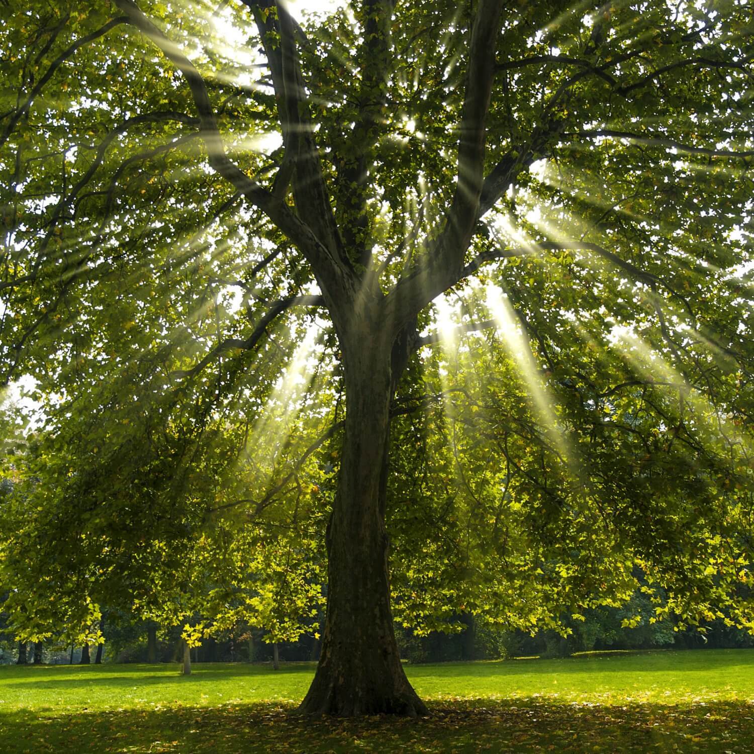 Sycamore
