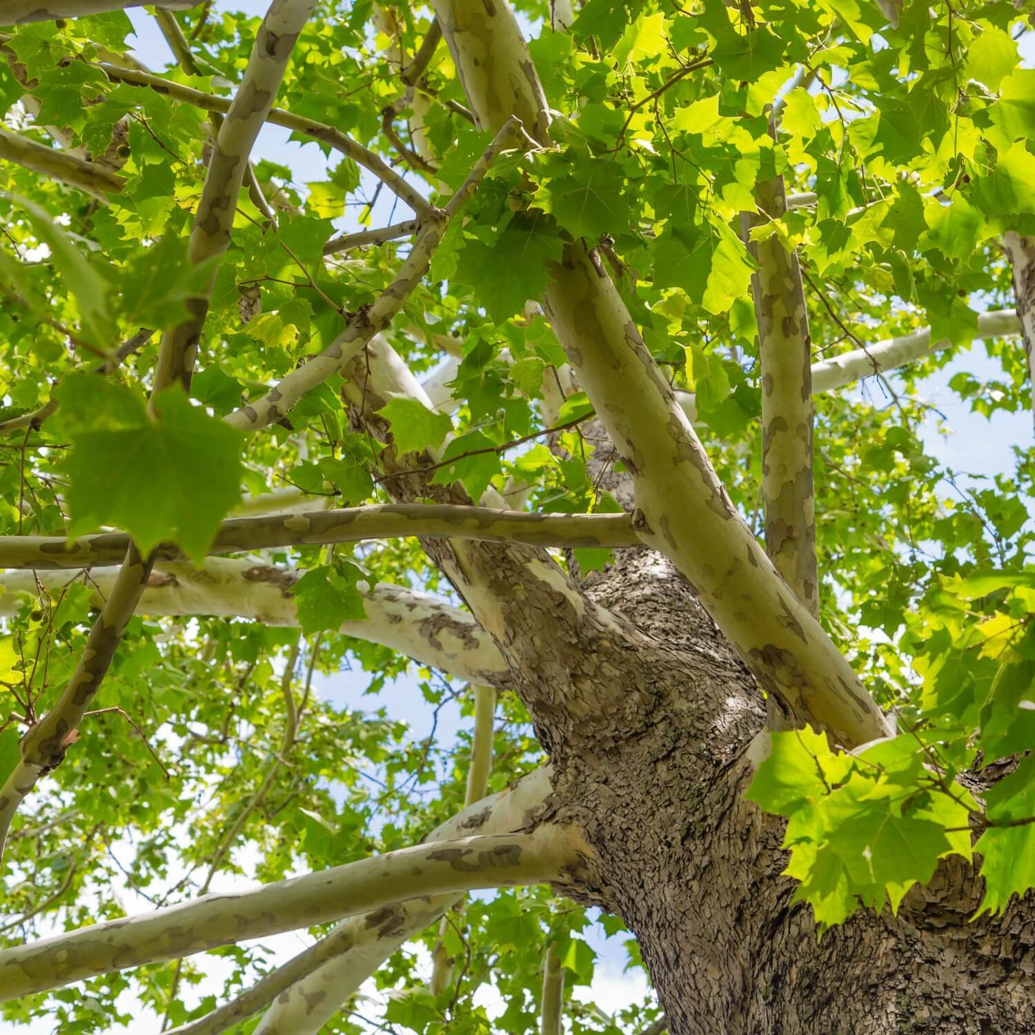 Sycamore