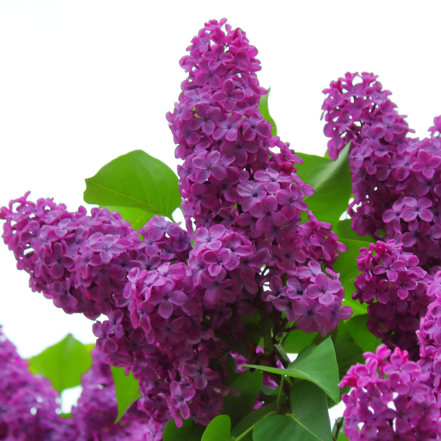 Lilas