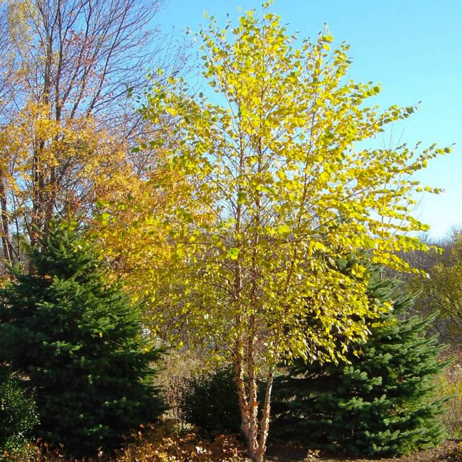 River Birch