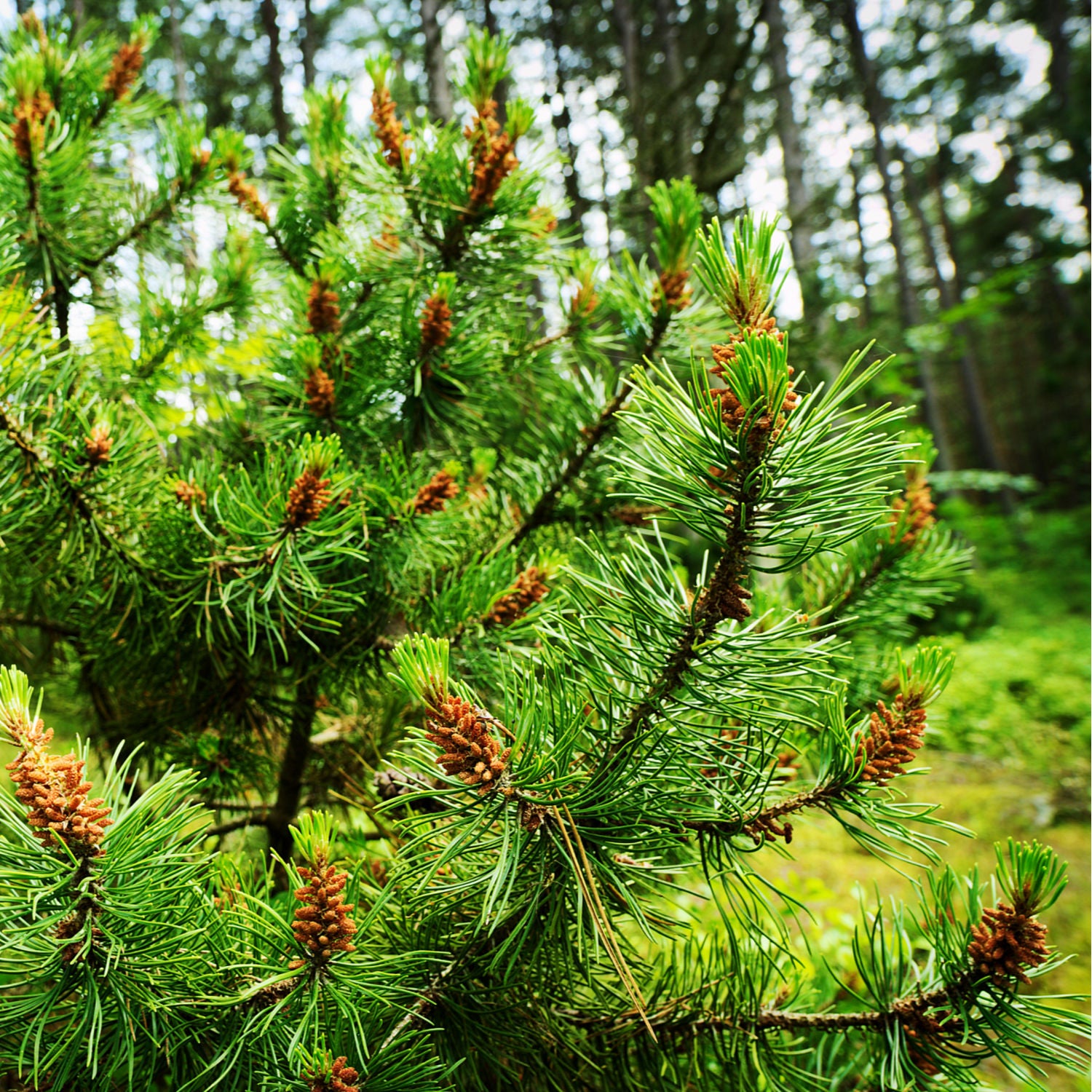 Scots Pine