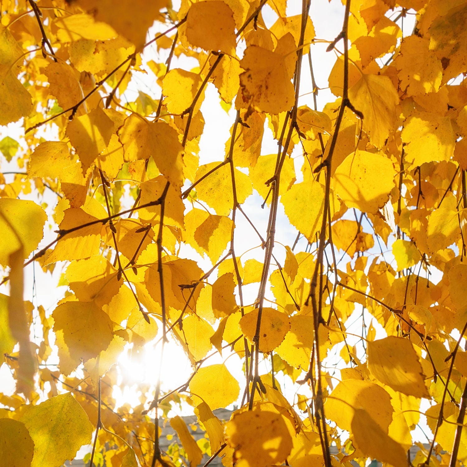 Yellow Birch