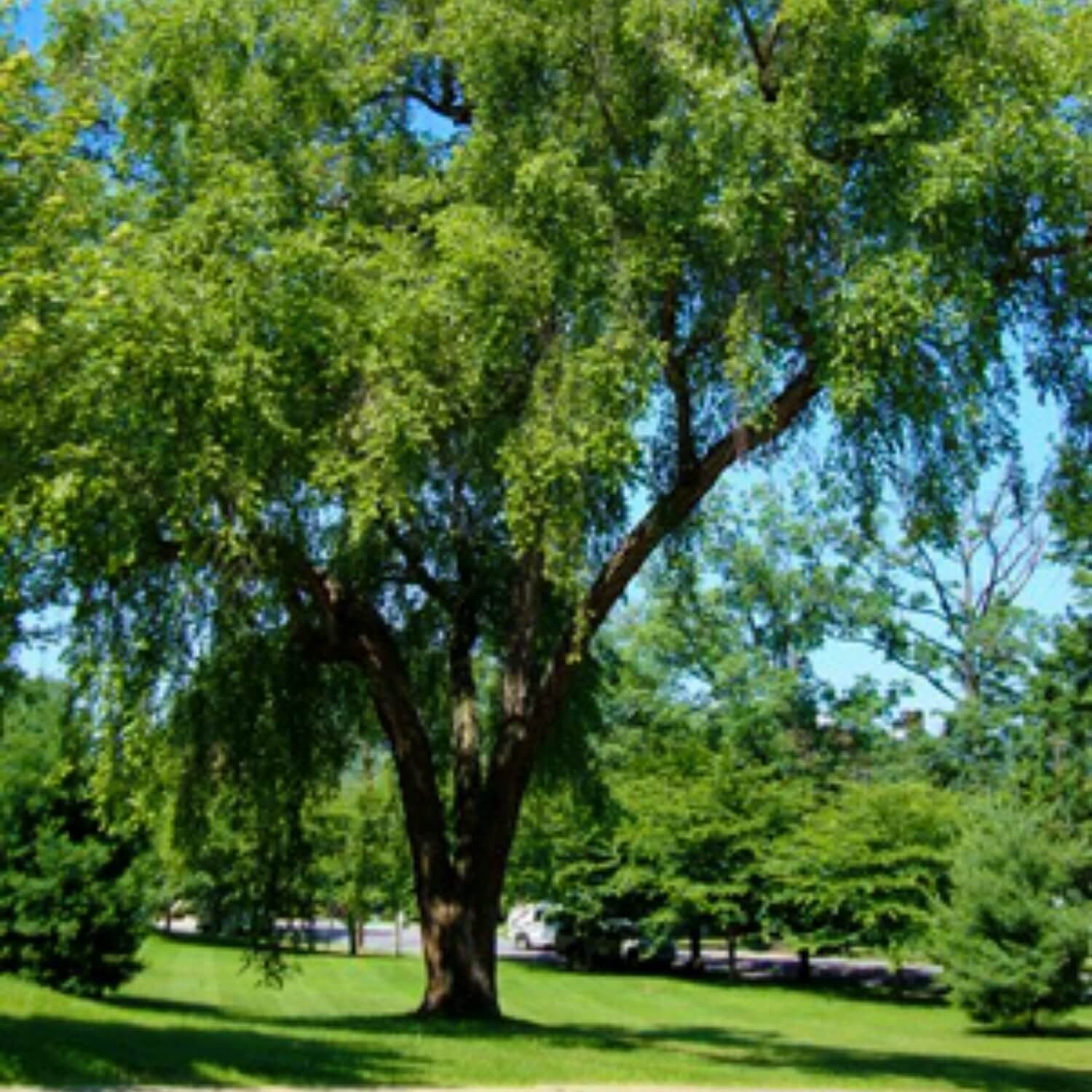 River birch » Holden Forests & Gardens