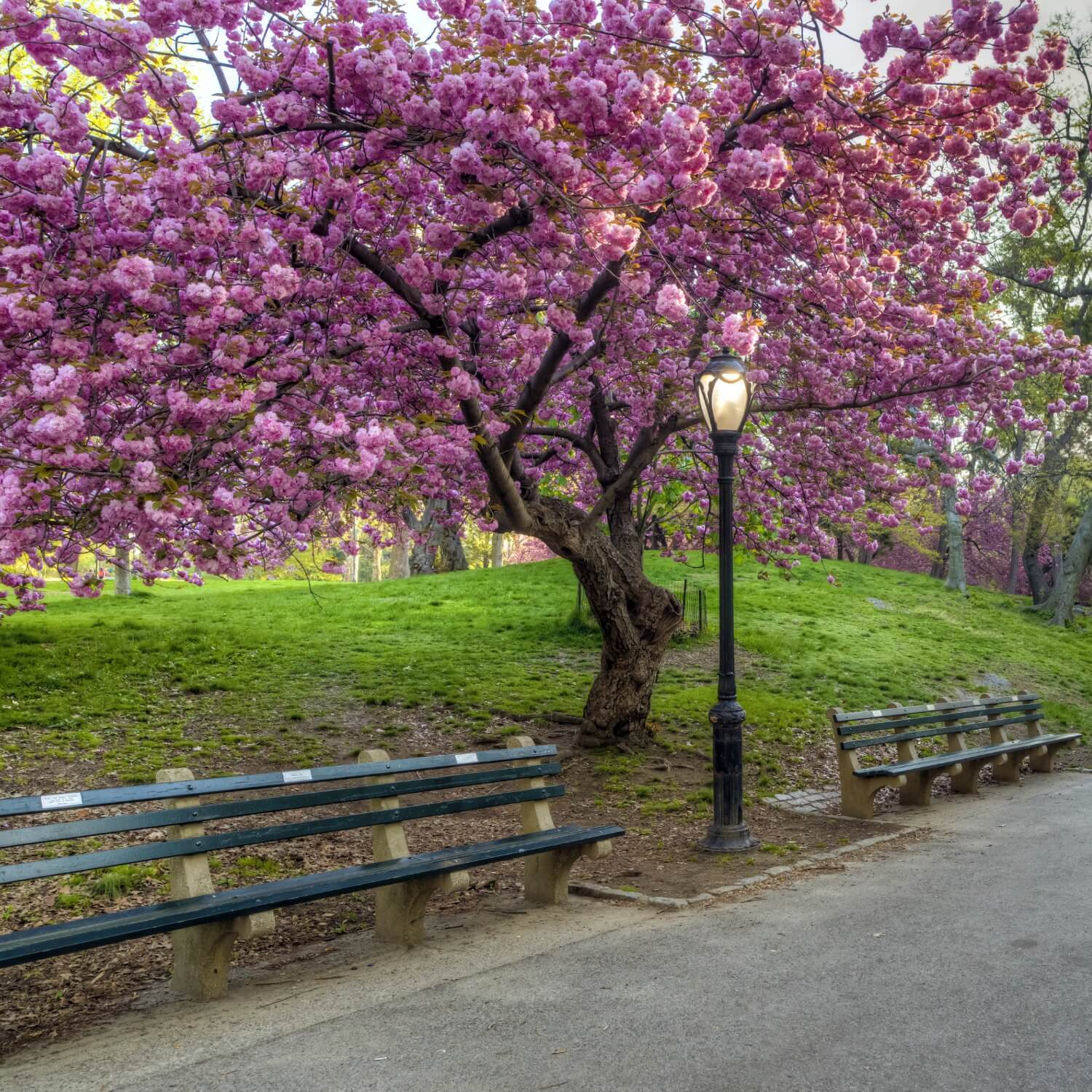 Cerisier à fleurs du Japon (Kwanzan)