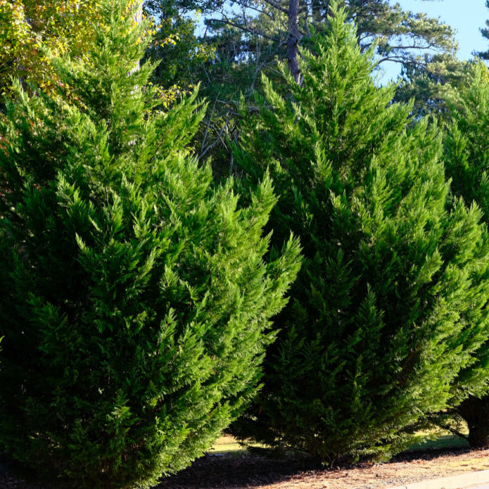 Cypress (Leyland)