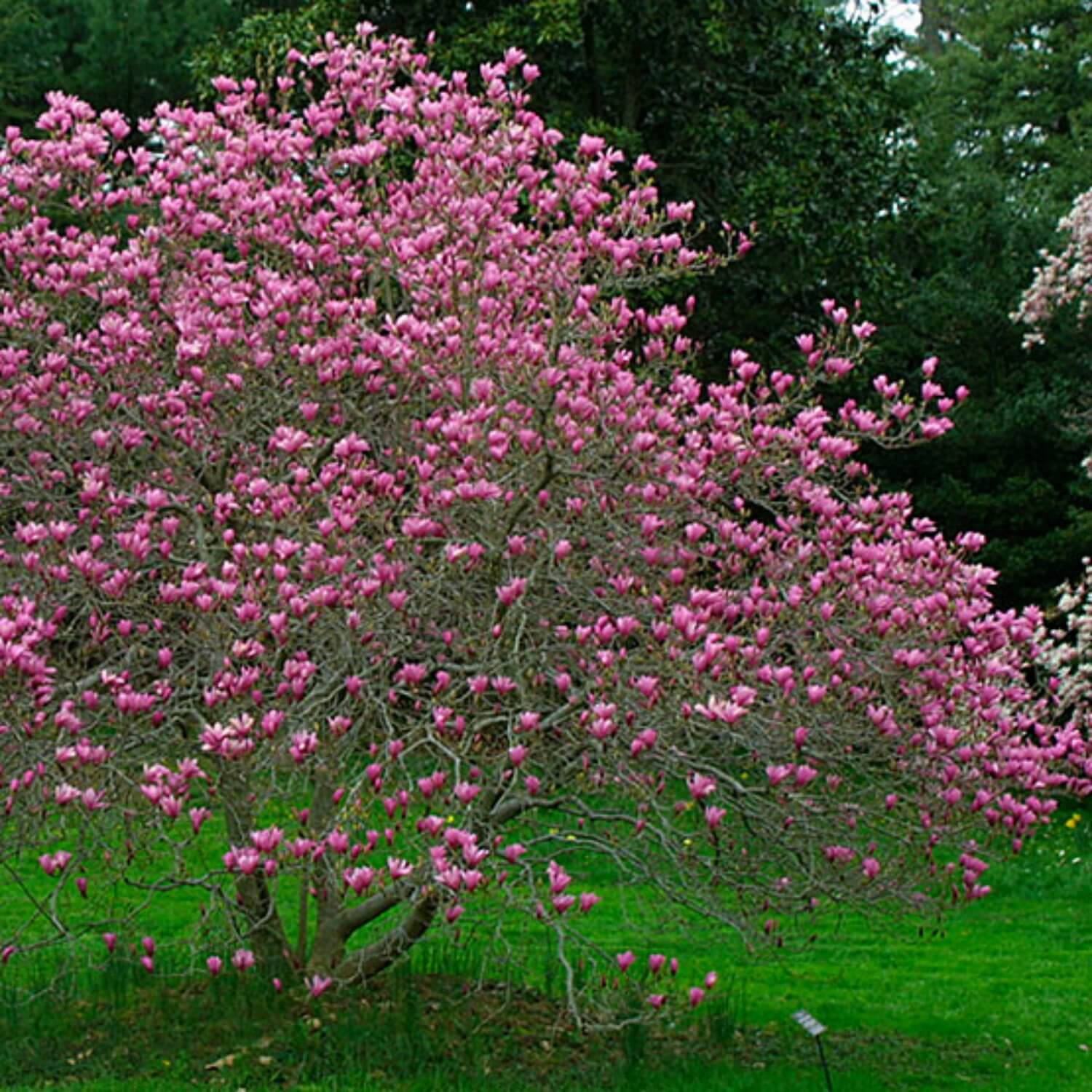 Magnolia Jeanne