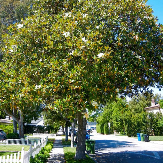 Magnolia du Sud