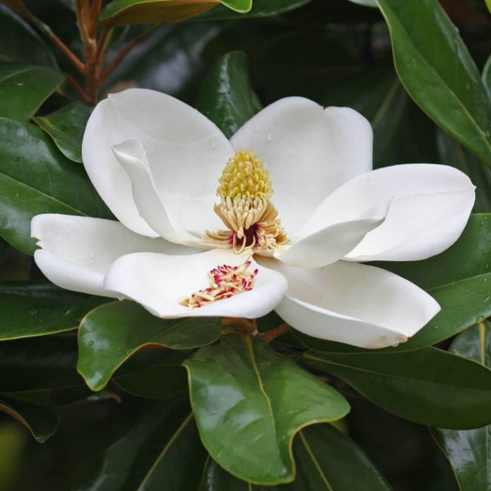 Magnolia du Sud