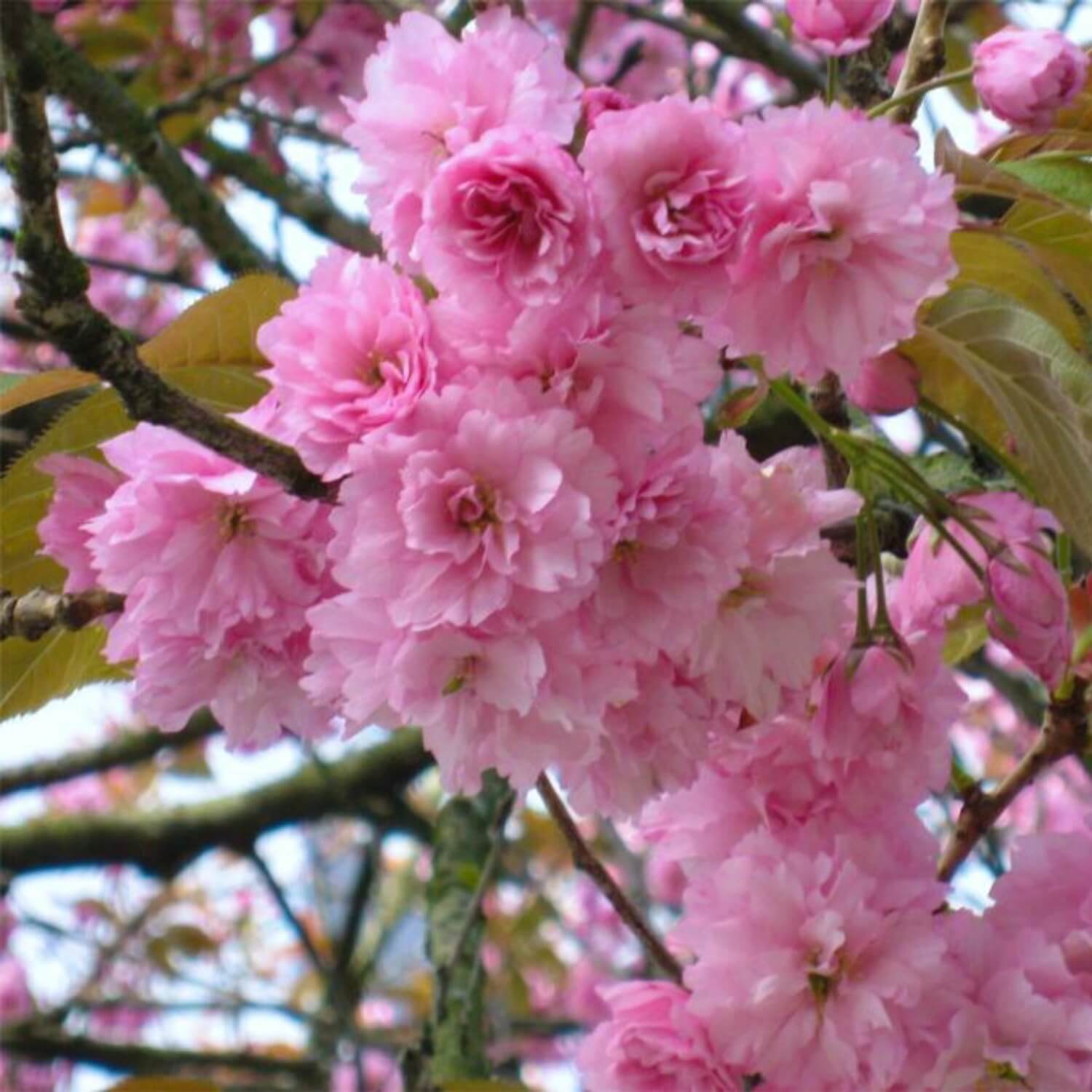 Cerisier à fleurs du Japon (Kwanzan)